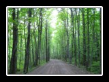 Typical U.P. road through the woods