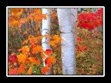 U.P Fall